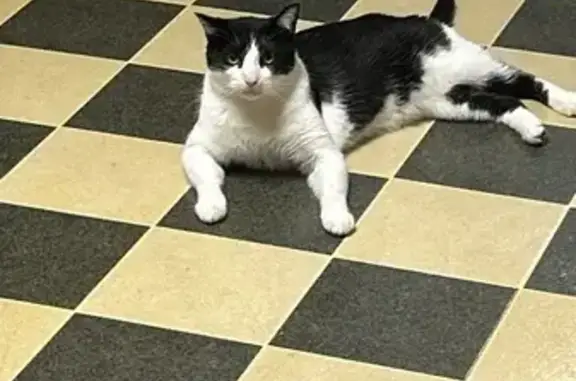Lost pets , photo: Lost Tuxedo Cat in Denville: Friendly Male