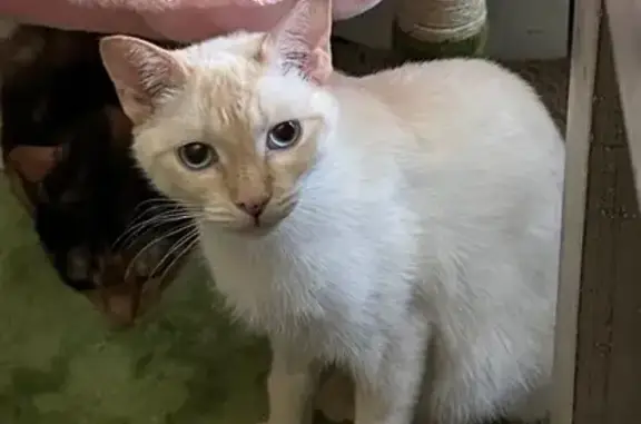 Sweet Cat Lost on San Pablo Rd, Jax