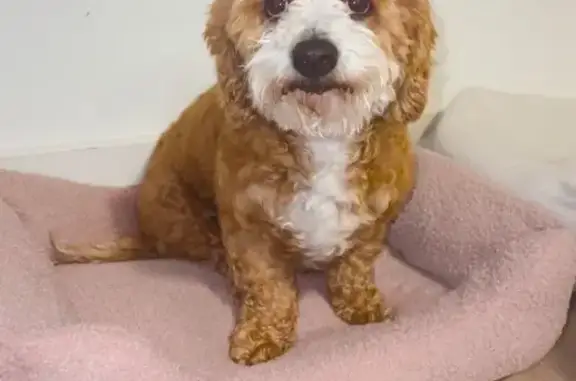 Lost and found pets Casa Grande, photo: Lost Brown & White Maltipoo in Casa Grande