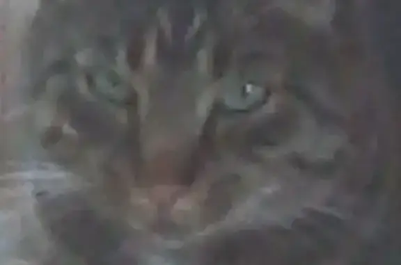Chat perdu, Barlin, photo: Chat perdu, âgé, tatoué, stérilisé à Barlin