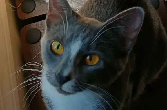Lost Gray Cat: Amber Eyes, White Paws