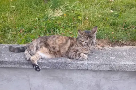 Chatte tigrée Soja perdue à St-Pierre-en-Faucigny - photo