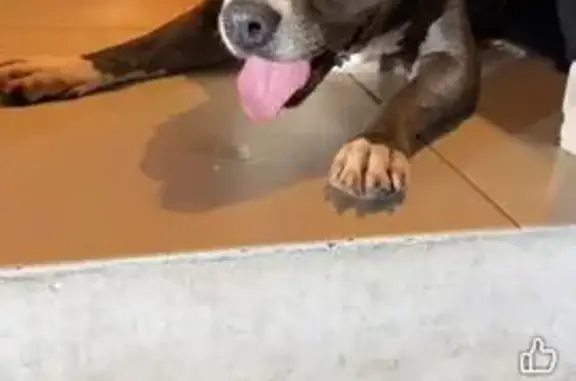 Perro Perdido: Pitbull Gris en Zapopan