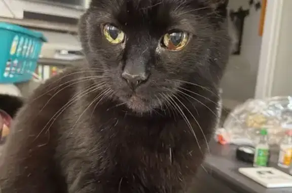 Lost Black Cat Ziggy Near Gantz Park