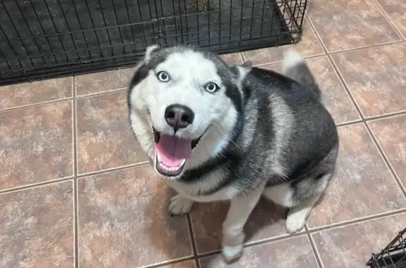 Lost Husky: Blue Eyes, Pink Collar, Fort Smith