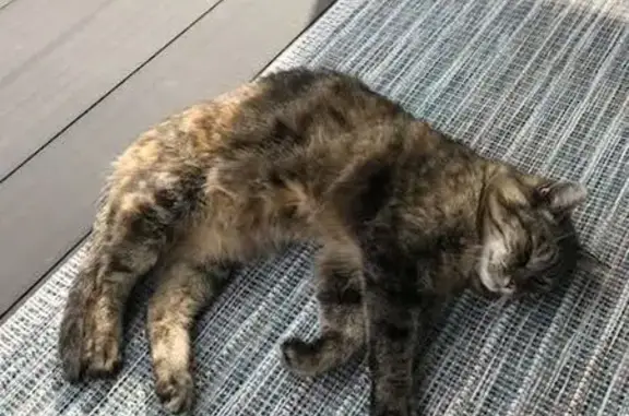 Chat perdu Allée du Verger, Turretot - photo
