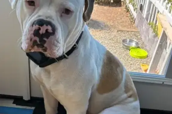 Help Find Moses: Lost in Newport, OR