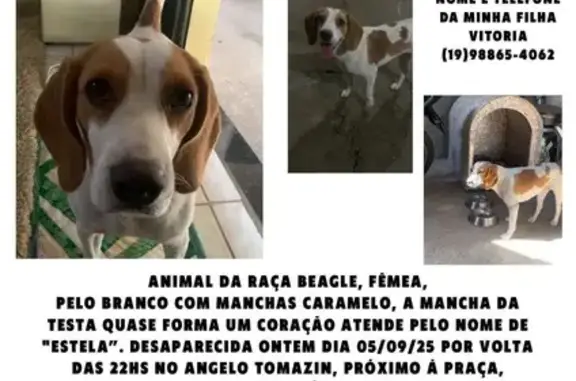 Estela é dócil, tem uma coleira com meu número, uma mancha de coração na testa, brincalhona, ama biscoitos e ursinhos de pelúcia