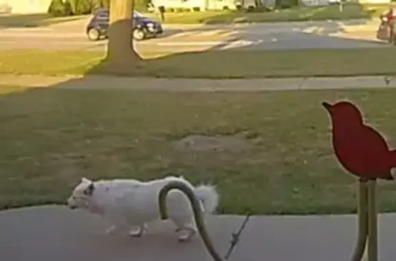 Lost pets Taylor, photo: Lost: Skittish White Eskimo Dog in Taylor