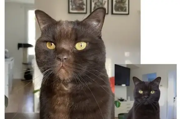 Animaux perdus Saulx-les-Chartreux, photo: Perdu : Chat marron yeux jaunes à Saulx