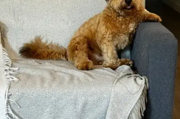 Bichon havanais fauve perdu à Gagny - photo