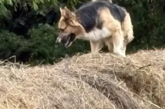 Lost Border Collie/Shepherd Mix on Farm Lane