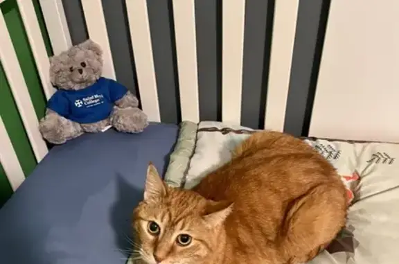 Lost and found pets North Muskegon, photo: Lost: Big Orange Tabby with 'M' Markings
