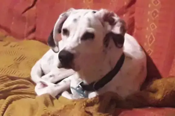 Chien trouvé La Tronche, photo: Jeune dalmatien mâle trouvé à La Tronche
