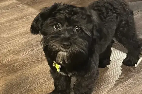 Lost Dog: Black with White Markings