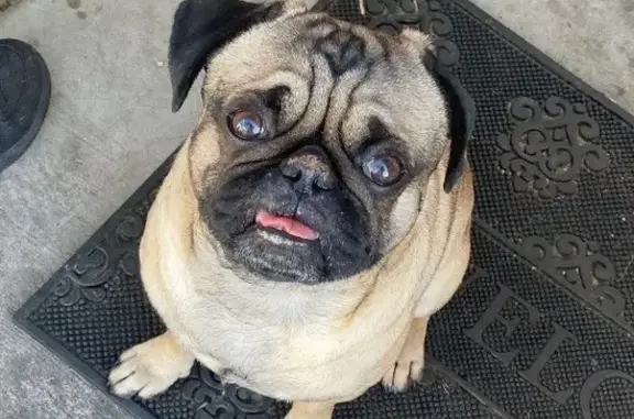Lost Fawn Pug: Black Ears, Star Lake Ave