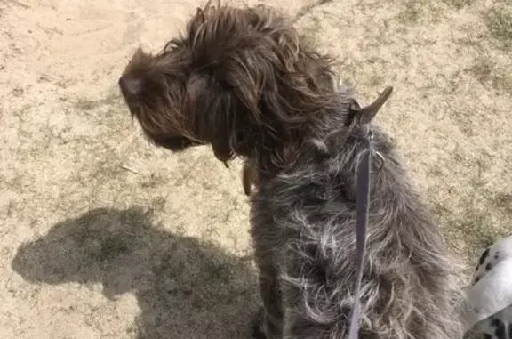 Chien perdu à Seyssinet-Pariset - photo