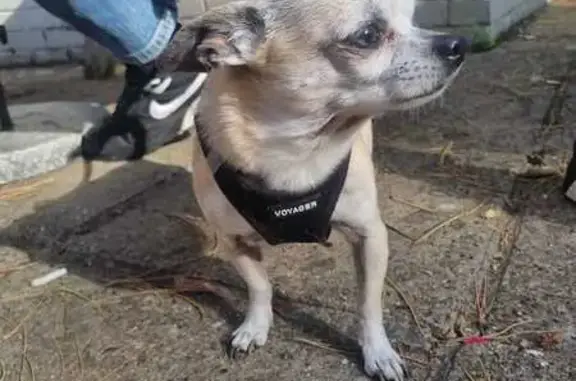 Found Fawn Dog on White Horse...