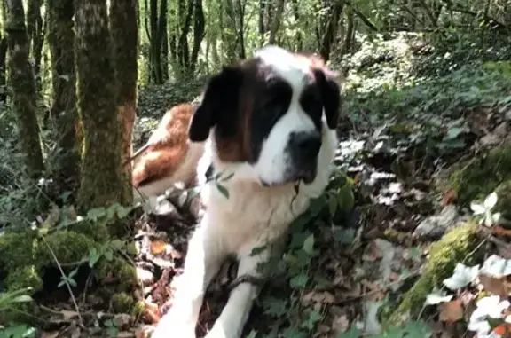 Chien âgé trouvé attaché à Castelmoron - photo