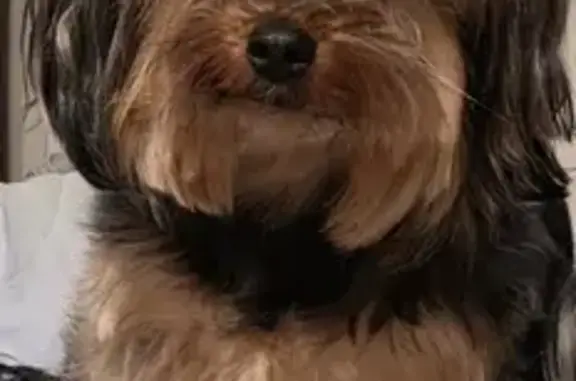 Lost Dog: No Collar, Socks on West 64th