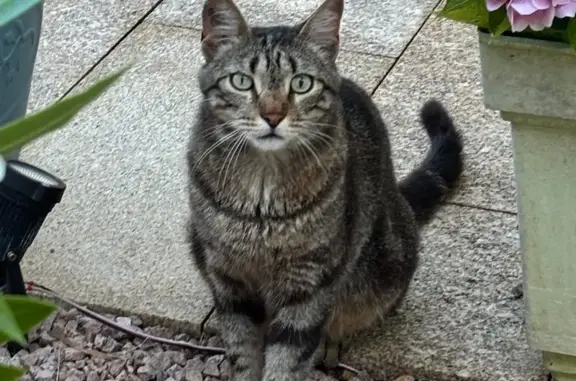 Chat perdu, Pietrosella, photo: Chatte perdue à Pietrosella, yeux verts