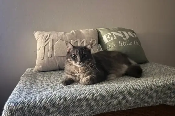 Lost: Sweet Gray Tabby Cat, Waukesha