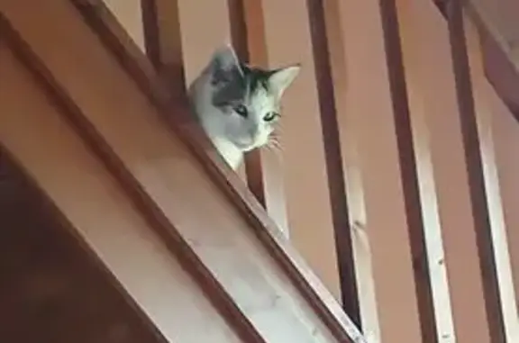 Chatte perdue, Montmoreau, blanche/tigrée - photo