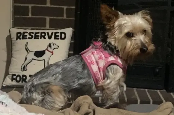 Lost Yorkie: Yoshi Missing in Minnesota