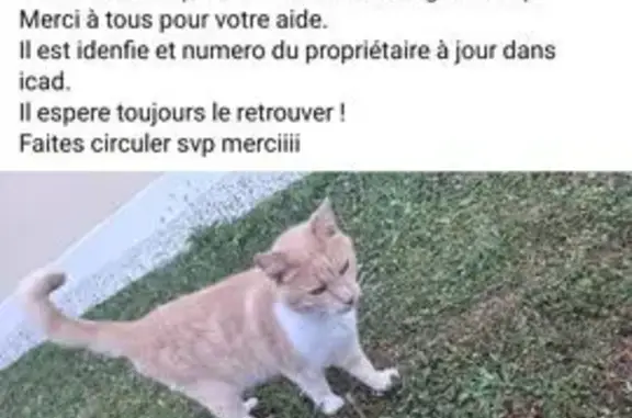 Chat perdu : mâle crème, Timon, Brie-Comte-Robert - photo