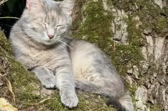 Chat perdu, , photo: Chatte grise perdue, câline, yeux verts