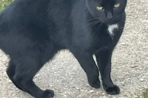 Animaux trouvés , photo: Chat noir trouvé, Rue des Sauges, Ruffey