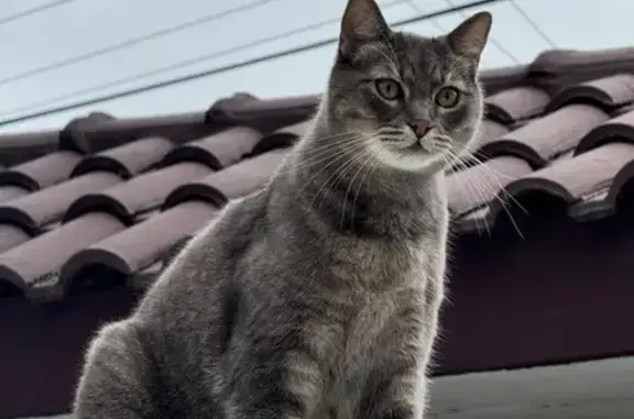 Se busca gato gris en San Pedro Garza
