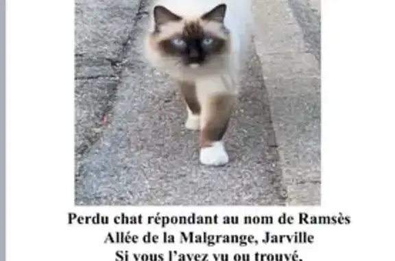 Chat perdu, Jarville-la-Malgrange, photo: Chat sacré de Birmanie perdu à Jarville