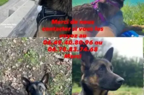 Malinoise peureuse et bouvier perdus - photo