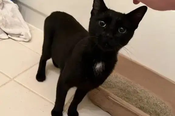 Lost and found pets Chicago, photo: Friendly Found Cat: North Wood St, Chicago