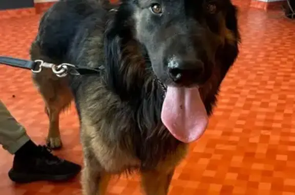 Chien trouvé Tours, photo: Berger allemand trouvé, puce non joignable