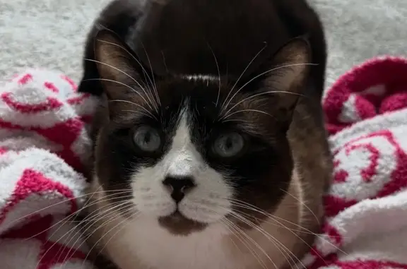 Lost Snowshoe Cat Near Dogwood Creek