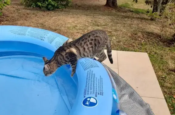 Chat perdu, , photo: Chat mâle tigré perdu à Cosnac