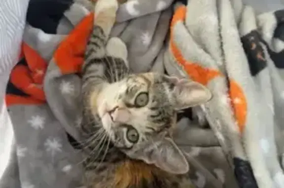 Lost Gray Cat 'Libra' - SE 128th Ave, PDX