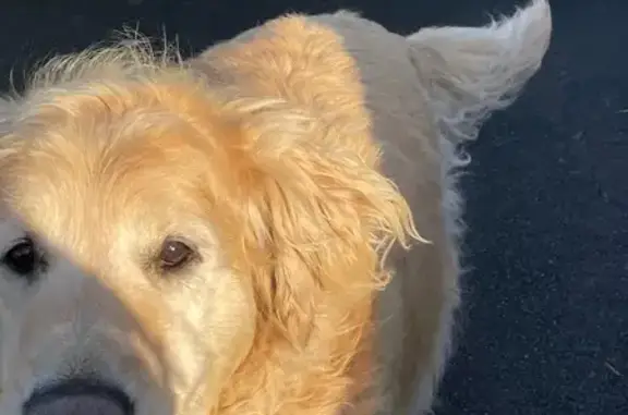Chien perdue Golden beige à Sainte-Sigolène - photo