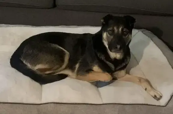 Lost Dog: Black & Tan, Orange Harness