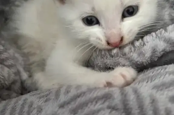 Animaux trouvés Barjouville, photo: Chaton trouvé Rue de l'Orme au Chat