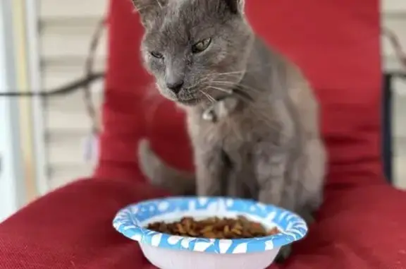 Found cat Waverly, photo: Found: Sweet Gray Cat with Bell Collar