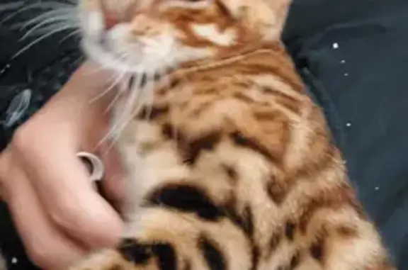 Animaux perdus Manosque, photo: Chatte Bengale perdue le 1er sept. à Manosque