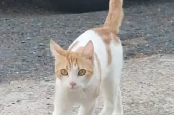 Gatita Cariñosa Busca Hogar en Tarragona