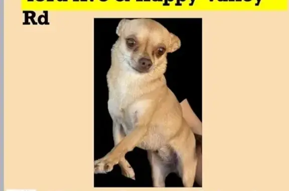 Lost: Fawn Chihuahua, Friendly & Shy