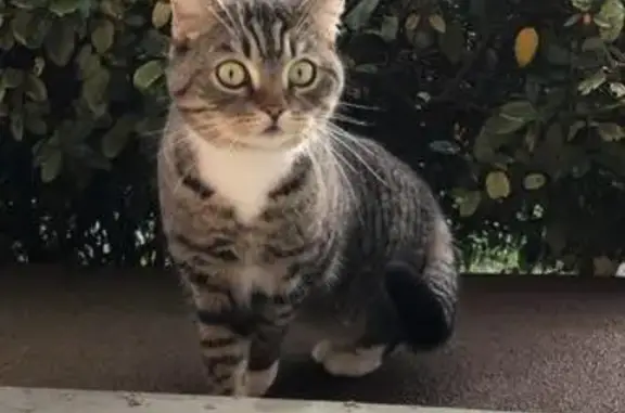Animaux perdus Saint-Genis-les-Ollières, photo: Chatte Maya perdue à Saint-Genis-les-Ollières