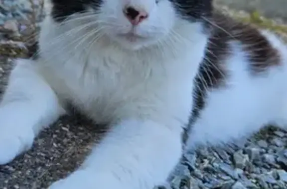 Chat noir et blanc perdu à Teillé - photo