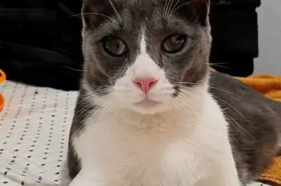 Gatos perdidos, , foto: Se busca gato macho Kótya en San Juan