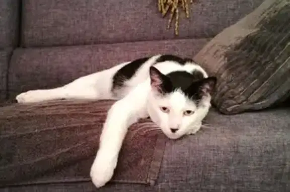 Chat perdu : noir et blanc, tache sur museau - photo